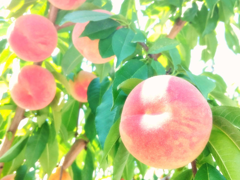 甘露な桃　桃水(白桃)　2kg　ギフトにも使える　山形県産　6〜13玉入