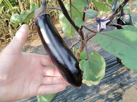 茨城産長ナス　業務用9キロ　産直直送