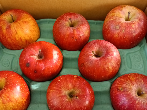 県外のスーパーなどに並ばない冬獲り完熟りんご‼︎今年も完熟の証【いぼりりんご】が仕上がりました◎青森県産蜜入り葉取らずサンふじ３キロ　大玉中玉8個〜11個