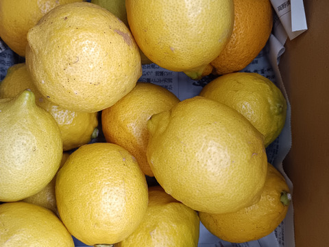 激安広島県産レモン🍋防腐剤不使用　皮ごと使える 訳あり品  10kg