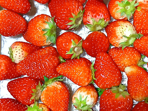 生の風味をお届け。気にしない方限定🍓バラ詰苺BOX（約1000g）大きさ形が不揃いです