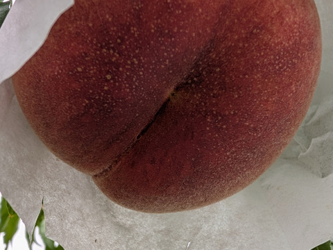 【お届けは９月下旬頃】さくら(おうち用)「食感サクサクさくら♪」２ｋｇ