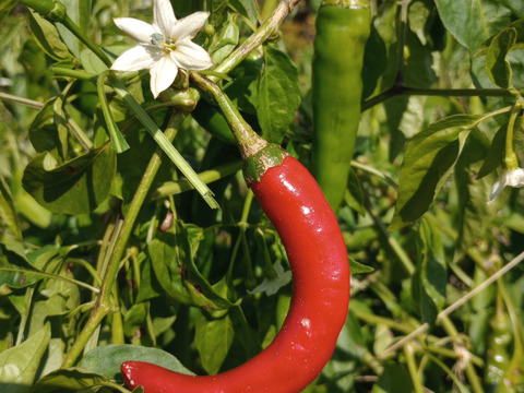 農家の手作り七味唐辛子！各２３ｇ入り３袋選択！