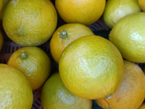 防腐剤、ワックス不使用　皮ごと使用  広島県産ライム　２kg(約25個入）おまけ付き