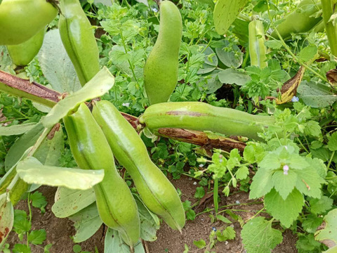 茨城県産 ソラマメ 三粒鞘 約4kg 鞘付 朝収穫して当日発送