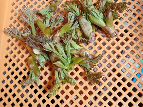 【予約】タラの芽100g【天然・自生】