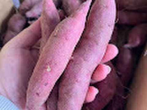 【専用貯蔵庫にて1か月熟成糖度アップ済】規格外大容量3㎏！ミニミニさつまいもだけど甘さはとびっきり！皮ごと丸ごとパクッといっちゃって！