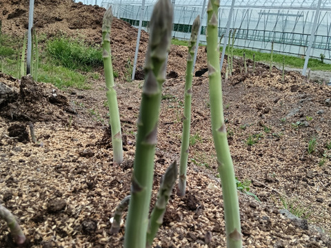 鮮度抜群！グリーンアスパラガス500g