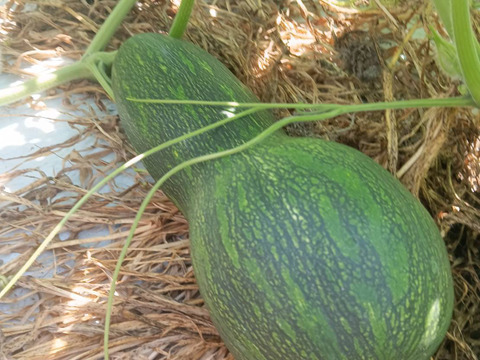 自然栽培　在来種　伝統野菜　鶴首かぼちゃ自然栽培3キロ80サイズ　在来種の伝統野菜　農薬　肥料一切なしの自然栽培　固定種・在来種にこだわる専門農家が、収穫後に注文ごと梱包して産地から直送