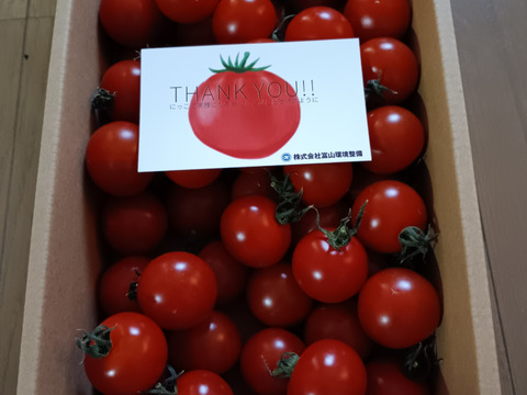 濃厚な旨味！酸味・甘味のバランス抜群！最高峰のミニトマト『フォレストフルティカ』1kg×1箱