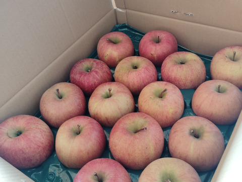 すぐ発送！農薬半減栽培葉取らず樹上完熟サンふじ5k16-23家庭用訳あり　蜜入りもあり❣️　りんご