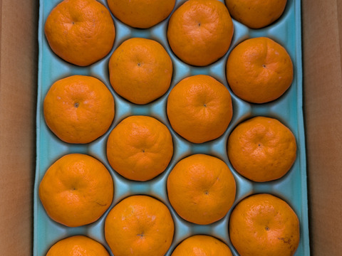 ぷりぷり！はるみ　和歌山みかん　秀品　２Lサイズ　18個入り　贈答用