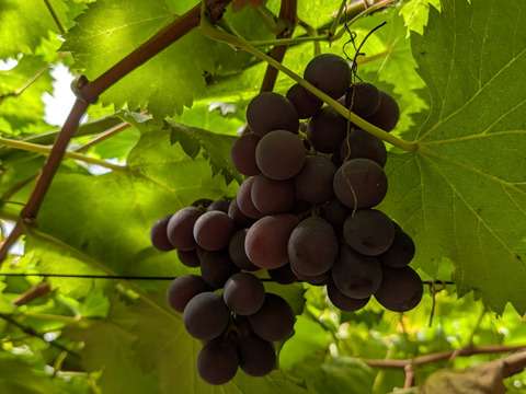 【一粒の甘さ】ぶどう食べ比べセット180g程度×5p