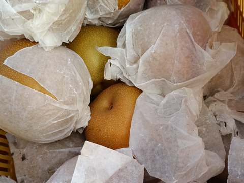 果汁たっぷり糖度13以上美味しい
大きな豊水梨 3個入り