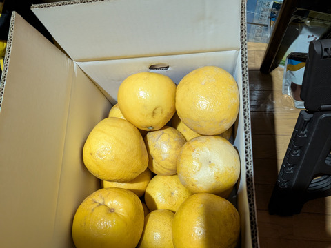 【土佐文旦訳あり10kg】日本で一番みかんと暮らしてる私たちにお任せください！