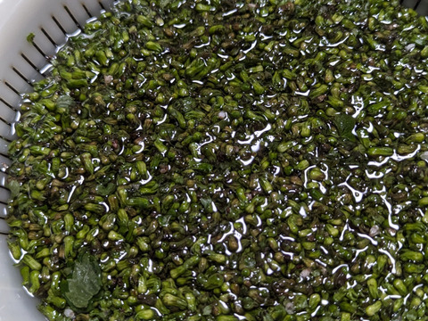 【予約増量♪】プチプチ食感がクセになる　“シソの実“😄  　480g→520g  from 名水の里　神奈川県秦野市
