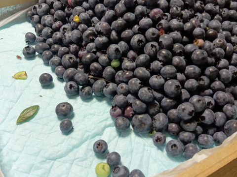 とれたて冷凍！ニキブルーベリー500g×2p