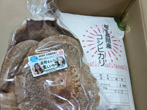 【令和６年産新米】　新潟県産コシヒカリ　とっても美味い精米（５㎏）