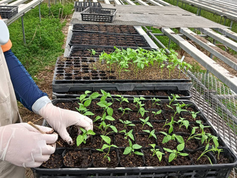 朝取り！　訳ありナス(筑陽)3キロ(15〜30本)