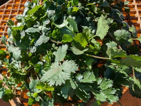 【1kg】露路栽培！！強烈な匂いの小ぶりな今朝獲れ新鮮パクチー(*☻-☻*)