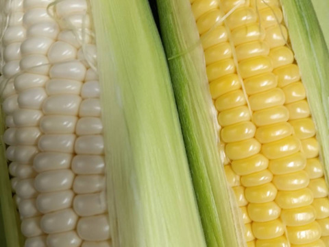 （訳ありカット品）イエローコーンとホワイトコーン食べ比べセット！