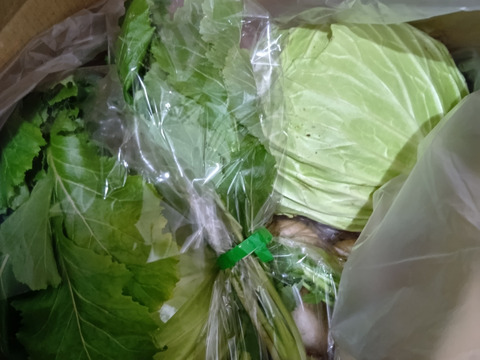 キャベツ2個とカブ1.5キロセット！