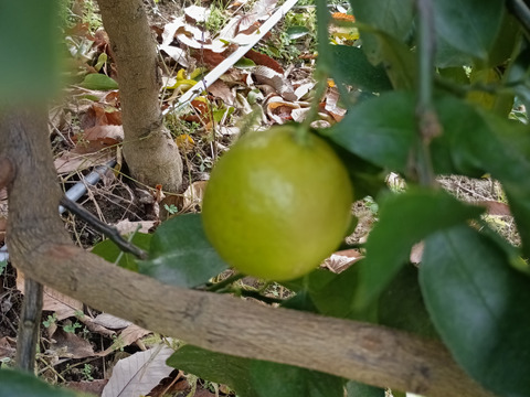 防腐剤、ワックス不使用　皮ごと使用  広島県産ライム　２kg(約25個入）おまけ付き