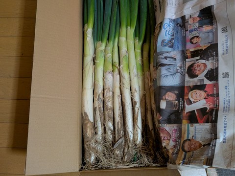 今季最後！値下げしました、深谷ネギ/泥付、サイズ色々！「甘ーい蜜入り甘露ねぎ」 5kg