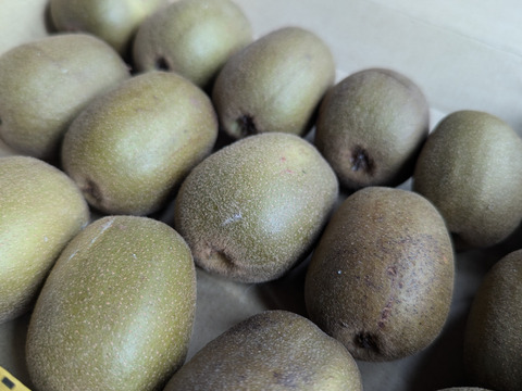 【希少品種】М〜Ｌキーウィ ・レインボーレッド　1kg