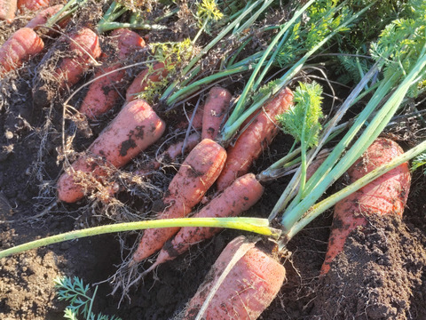 人参ジュース 1000m