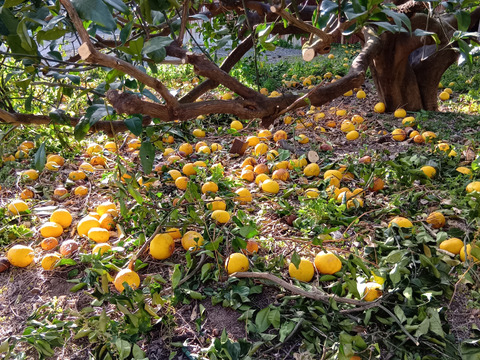 【1口500円】令和8年 大雪や雹によるレモン・柑橘被害支援プログラム