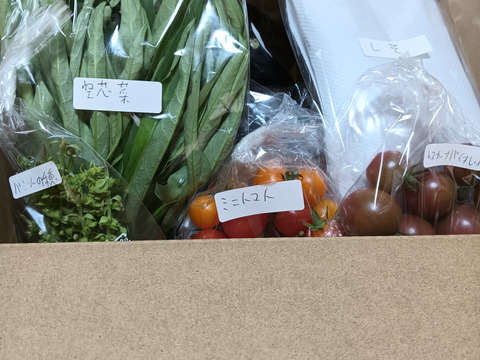 夏野菜ガチャ 10連