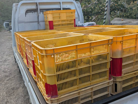 【送料500円引き】和歌山県産 ひらたねなし柿 A品 5kg（箱込み）