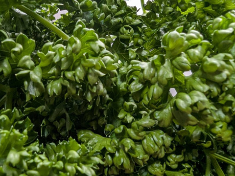 【200g】ふっくらクルクル！茨城県産カーリーパセリ！！