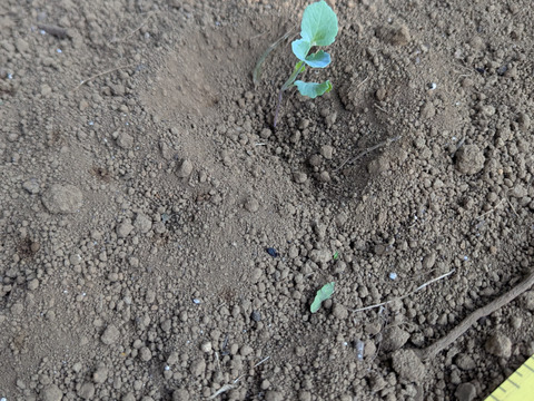 【大好評♪】主茎　 茎ブロッコリー　1350g→ 1760g  from 名水の里　神奈川県秦野市