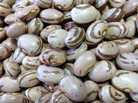 《メール便》【お徳用】ぽっけの栗いんげん豆1㌔【北海道自然栽培】