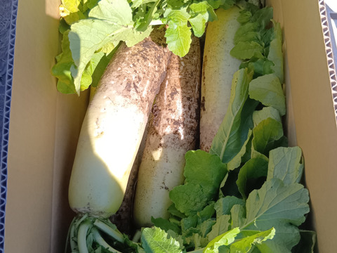 ぽっけの大根・葉付き5キロ【北海道自然栽培】