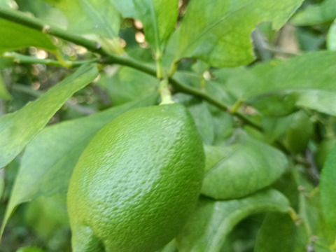 防腐剤、ワックス不使用　皮ごと使用  広島県産綺麗なレモン良品　２ｋｇ(約20個入）