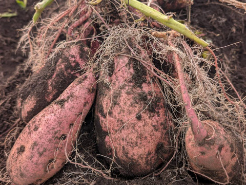 【ほくほく・ねっとり食べ比べ】　栗かぐや＆安納芋　ご家庭用　4kg