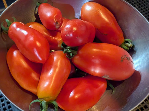 トマト　サンマルツァーノ