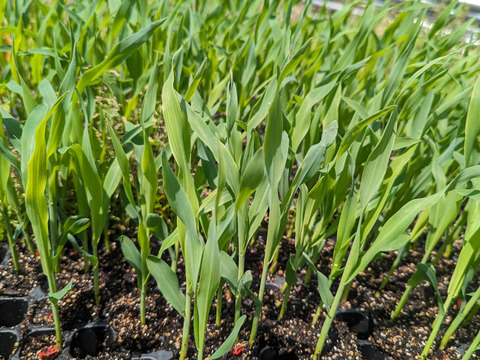 大好評😀【夏ギフト】関東圏限定　収穫した日にお届け！　白い贅沢“ピュアホワイト “2kg（6本〜10本）➕おまけ2本　 from 名水の里　神奈川県秦野市