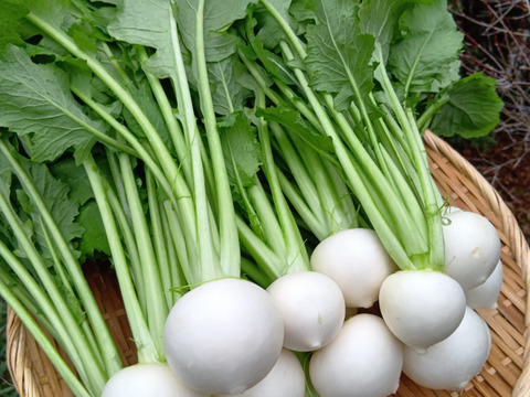 葉付き白小蕪(二刀)2kg(16~20玉)