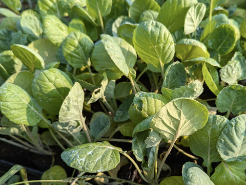 【福袋増量(^^♪】"株ごと芽キャベツ"　おうちで収穫体験！(3株)＋おまけ野菜2つ（2800円→2500円）　【福袋】 from 名水の里　神奈川県秦野市