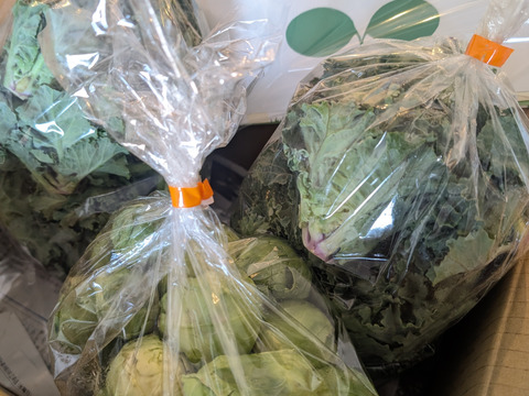 【たぶん30％増量(^^♪】"プチヴェール"➕“芽キャベツ“ 各500g→各650g  from 名水の里　神奈川県秦野市