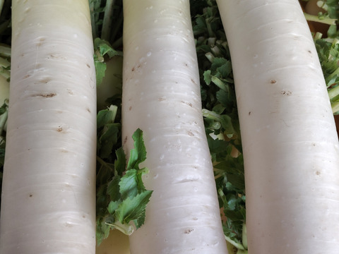 【訳あり】大根 11kg