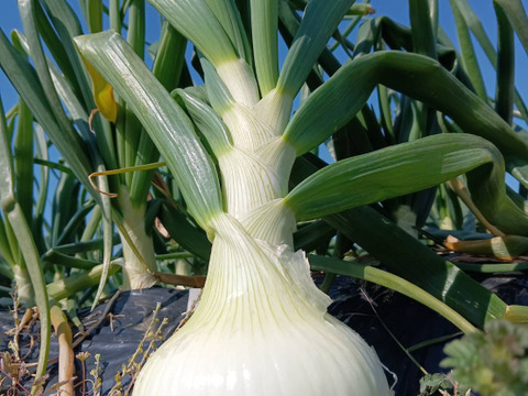 淡路島新玉葱自然栽培3キロ【固定種 在来種　完全農薬不使用　無肥料栽培　種子消毒無し【有機JAS法で認められた農薬・肥料・土壌改良剤も一切不使用】自然の力だけで栽培　数量限定予約販売開始ご予約順次発送