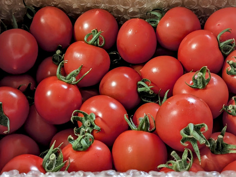 【朝どれ】本当に甘い！美健トマト®︎（1.0キロ）　※特別価格で販売中