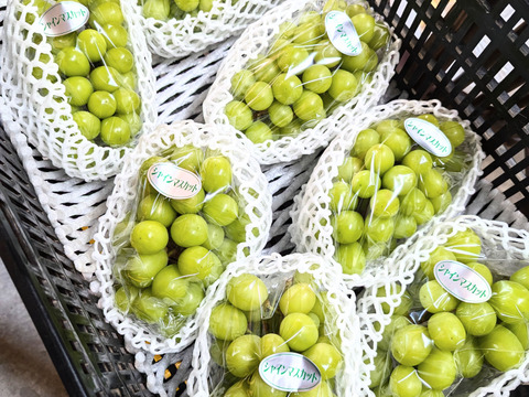 【夏ギフト】大粒！長崎県産『シャインマスカット』２ｋｇ・３房