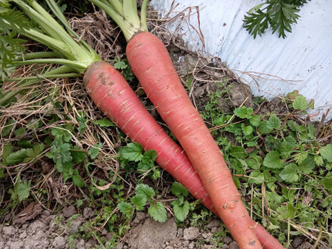 自然栽培　農薬不使用無肥料固定種 金時人参　【金時人参】2キロ　農園からほりたて土付き直送　固定種金時人参