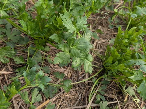 スープセロリ フレッシュ 100g